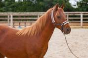 Belle ponette New forest de croisement Taille C 