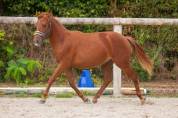 Belle ponette New forest de croisement Taille C 