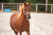 Belle ponette New forest de croisement Taille C 