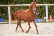 Belle ponette New forest de croisement Taille C 