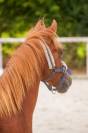 Belle ponette New forest de croisement Taille C 