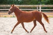 Belle ponette New forest de croisement Taille C 