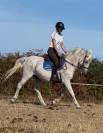Vends poney hongre gris ONC