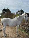 Vends poney hongre gris ONC