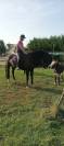 Hongre KWPN dressage haut niveau 12 ans