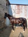 Hongre KWPN dressage haut niveau 12 ans