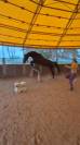 Hongre KWPN dressage haut niveau 12 ans