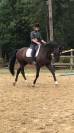 Hongre KWPN dressage haut niveau 12 ans