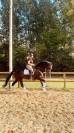 Hongre KWPN dressage haut niveau 12 ans