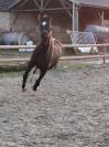 Hongre KWPN dressage haut niveau 12 ans