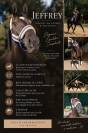 Hongre KWPN dressage haut niveau 12 ans