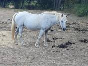 Gentille ponette 23ans