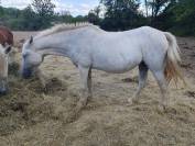 Gentille ponette 23ans
