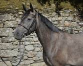 Cavalla Origine non conosciuta  In vendita 2022 Grigio