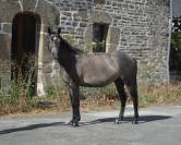 Cavalla Origine non conosciuta  In vendita 2022 Grigio