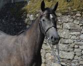 Cavalla Origine non conosciuta  In vendita 2022 Grigio