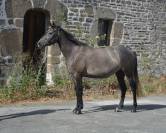 Cavalla Origine non conosciuta  In vendita 2022 Grigio