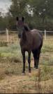 A VENDRE DORA DE LA PLUME JUMENT CONNEMARA ! 