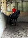 Pure race espagnole apto 