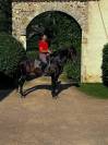 Pure race espagnole apto 