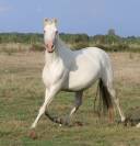 Jument Pure Race Espagnol APTA Cremello 8 ans 