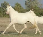 Jument Pure Race Espagnol APTA Cremello 8 ans 