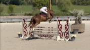 Hongre 6 ans Untouchable 27