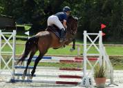 jument de sport