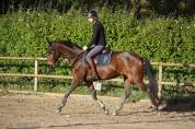 jument de sport