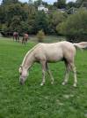 Hongre PFS Palomino par Greatstar Embet Tilia