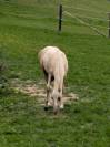 Hongre PFS Palomino par Greatstar Embet Tilia