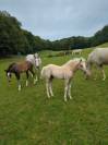 Hongre PFS Palomino par Greatstar Embet Tilia