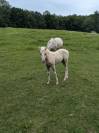 Hongre PFS Palomino par Greatstar Embet Tilia