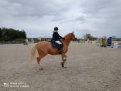 NICE BOY &ndash; Hongre palomino &ndash; 1,54 m &ndash; 2017