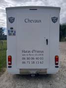 Van per Cavalli Barbot Renault master 2021 Occasione
