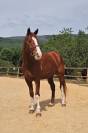 VENTE - Ron - KWPN de 5 ans