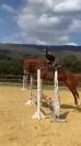 VENTE - Ron - KWPN de 5 ans