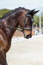hongre 9 ans pour St George
