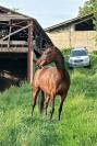 hongre 9 ans pour St George