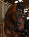 hongre 9 ans pour St George