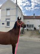 Demi pension- pension compl&egrave;te 