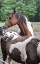 Jument paint horse 