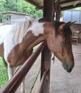 Jument paint horse 