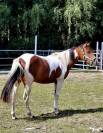 Jument paint horse 