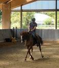 Jument dressage amateur 