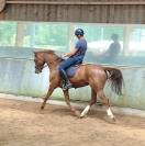 Jument dressage amateur 