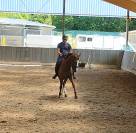 Jument dressage amateur 
