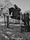 Jument PFS hors taille 