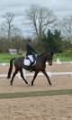 Jument PFS hors taille 