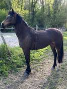 Poney de sport
